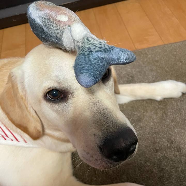 A58ee55d 0b64 48c1 b9ec c0af3c53ef03 1623418726781