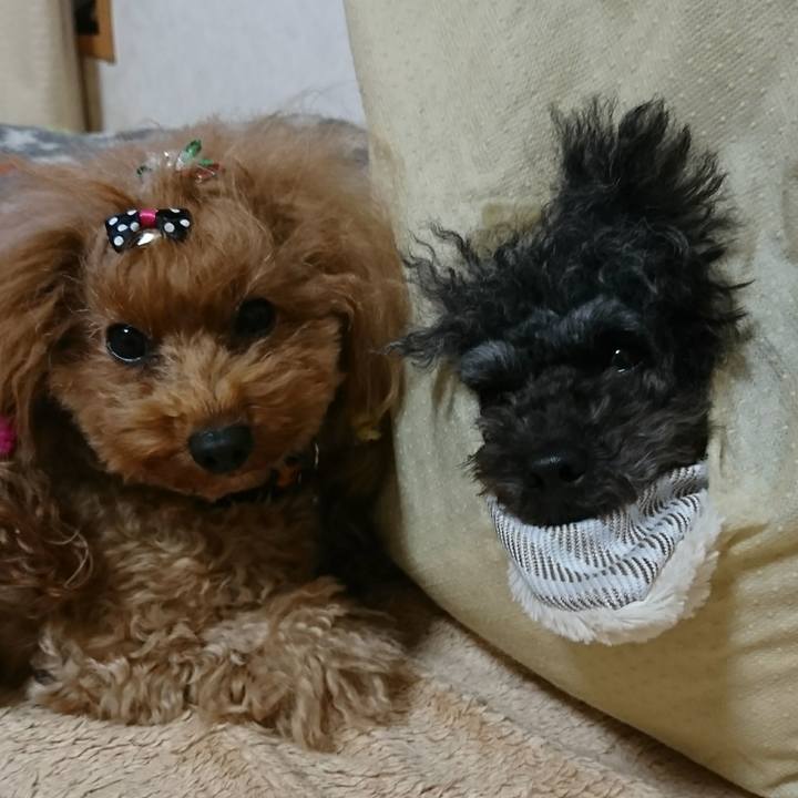 A591c91b c27a 4b9a 849f 54e1a59edc0f 1545564529977