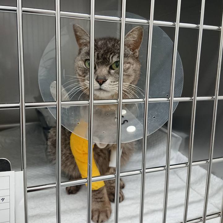 A5922f61 1e4c 4e93 8c21 01ca9dd863f1 1586164039638