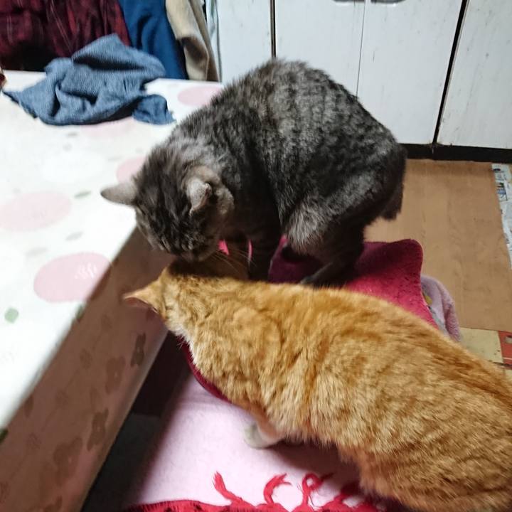 A5929bcf 8d70 4a59 8b51 0e171ee80233 1554110699218