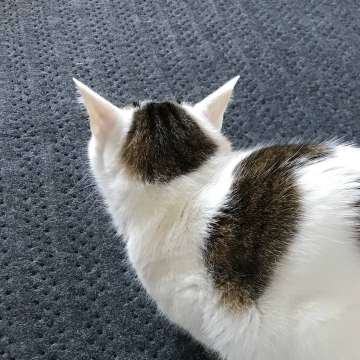 A5943c81 943f 4caa a9f1 fde7ae86f3b7 1512179584970