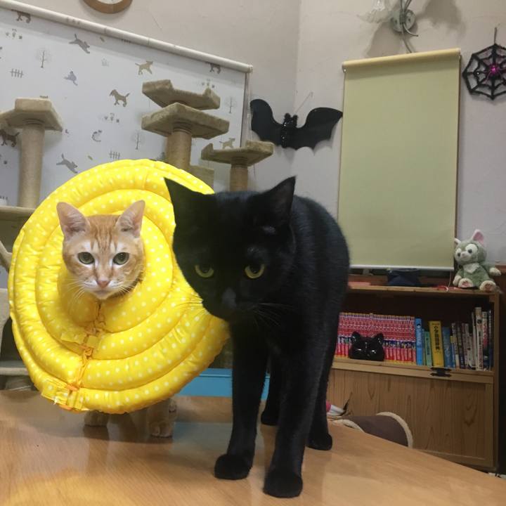 A5984b4e d68e 4348 963e 6c40ed5928e9 1540724202662