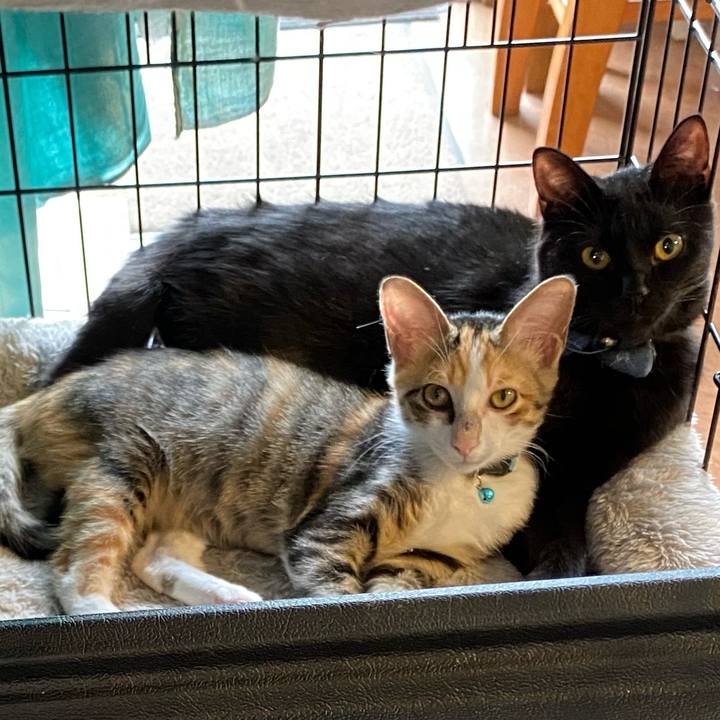 A598ef86 530b 4220 9a62 4352887271c9 1729671912870