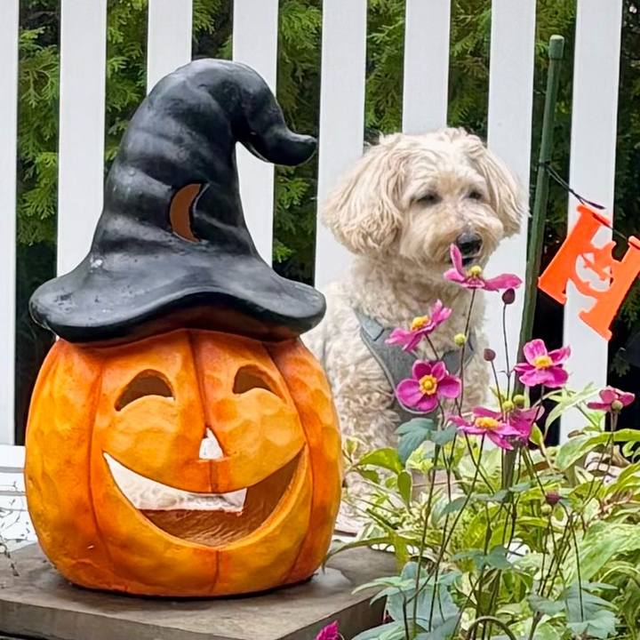 A599adee 1a72 4980 bd24 023d9d252e02 1759977679460