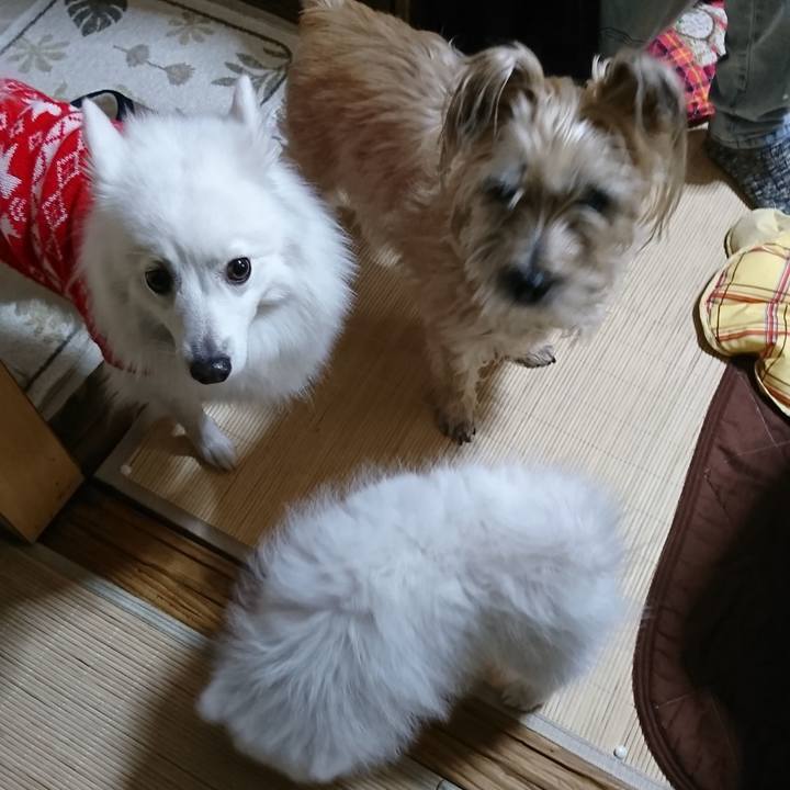 A599c6d5 85d5 4e2e af1e f1935d643792 1546323011460