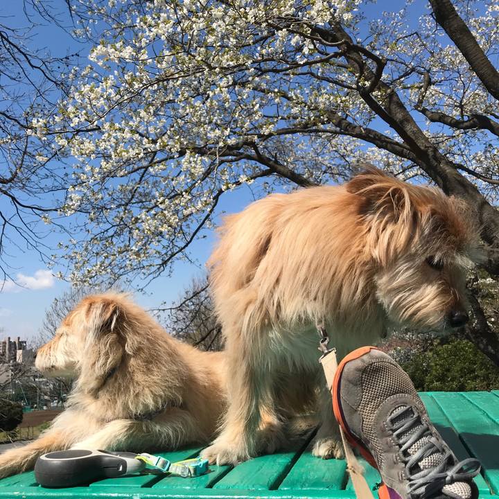 A59c8fa3 92d5 42ef 8f13 afe9d6150cd9 1554170258433