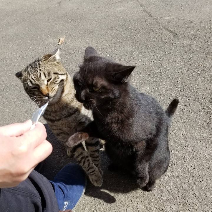 A59ca25b 7f4b 4595 ad35 5c4683a3e31d 1585445478919