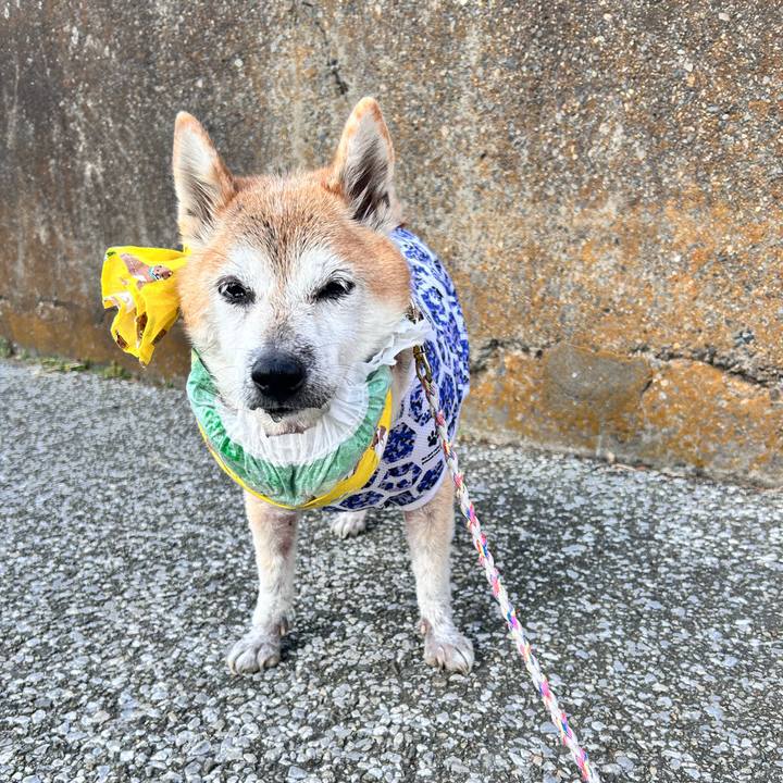 A5a07bee 473f 4810 bf86 1d952414e1af 1765164175738