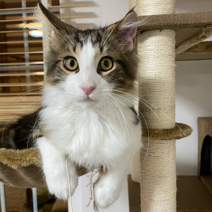 A5a0a3fe a583 4506 b116 f076fce6add8 1635454925476