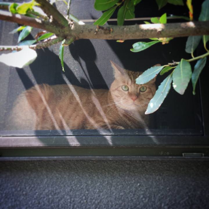 A5a0ca77 dae5 427b 8748 34f3f2ade369 1587946464722