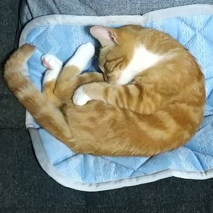 A5a31a13 5c1e 4fcb 9d69 8bc1ee225857 1625397141980