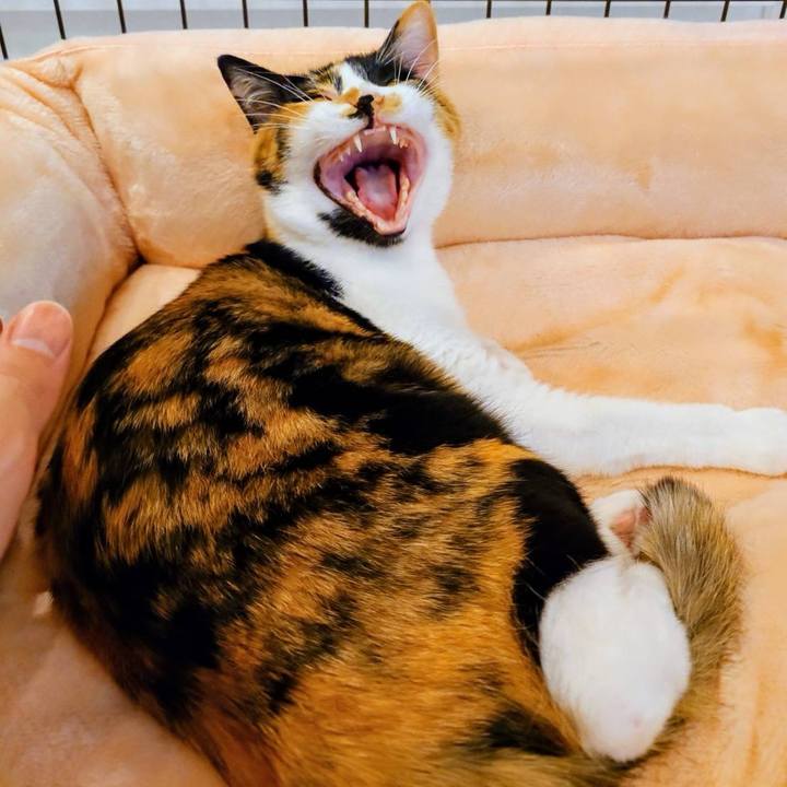 A5a33d10 00d0 4290 b618 473e8e3c430d 1774424592309