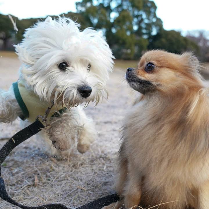 A5a41e82 8756 4e09 8591 9439ffc9c1b6 1513926371033