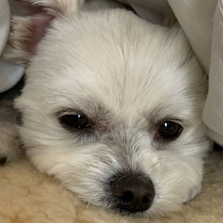 A5a477db b19b 4e27 beeb e033212fd27f 1587686276055