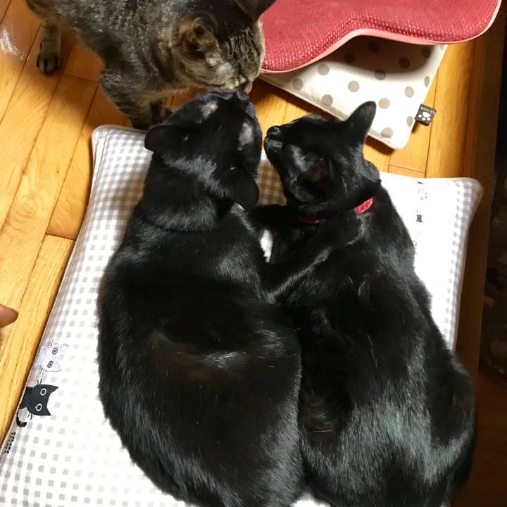 A5aa5328 5ef2 483f abb6 4d940ca40ef1 1558011497516