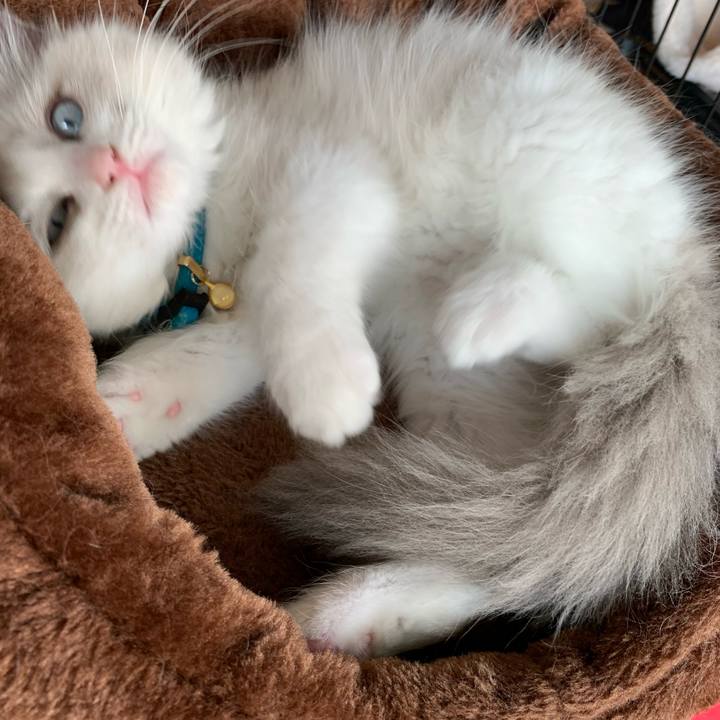 A5ab70c7 9353 4b6b 9e14 d4f3700be2f5 1627553398168