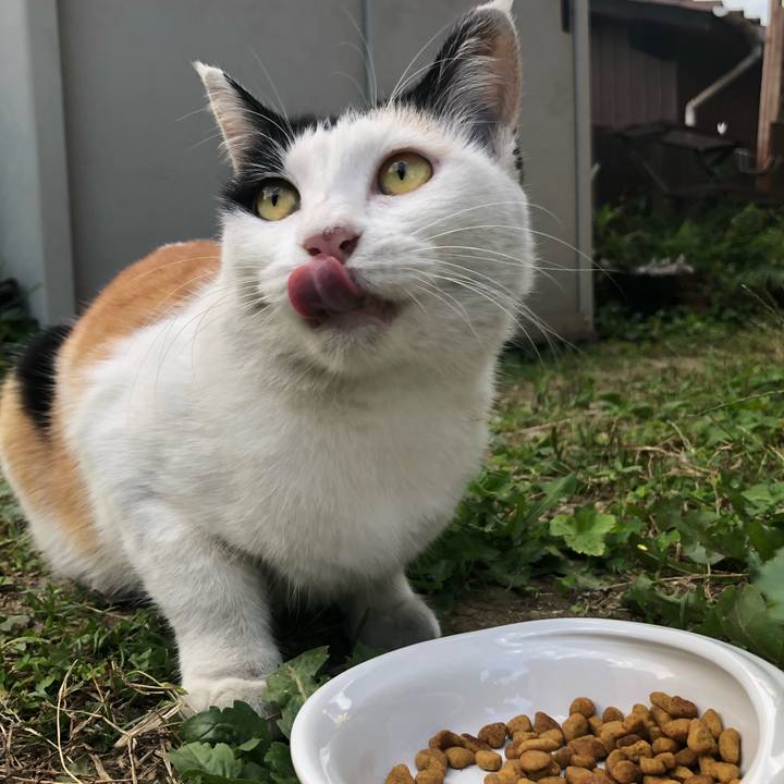 A5ad7208 db04 4f50 84a1 9c7fbf3fa896 1602022537323