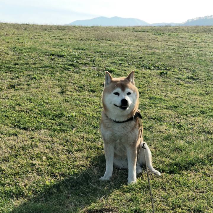 A5adf9bc 952c 4a7a 8ce8 9836b05b70b8 1619163025608