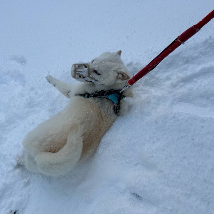 A5adff69 ea68 41a4 ac52 7053f70c2582 1731969352209