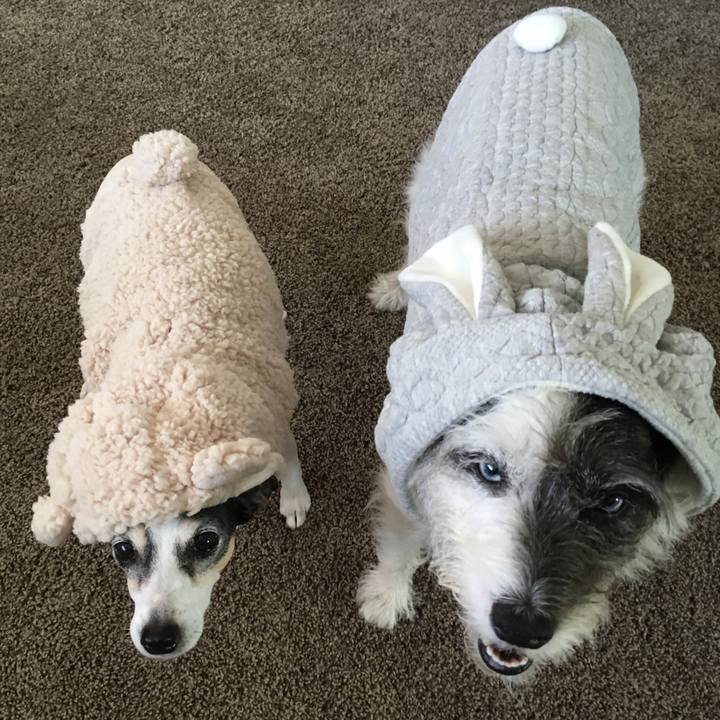 A5ae5985 65ea 4cfd afbb 0eaa75cda227 1544478228023