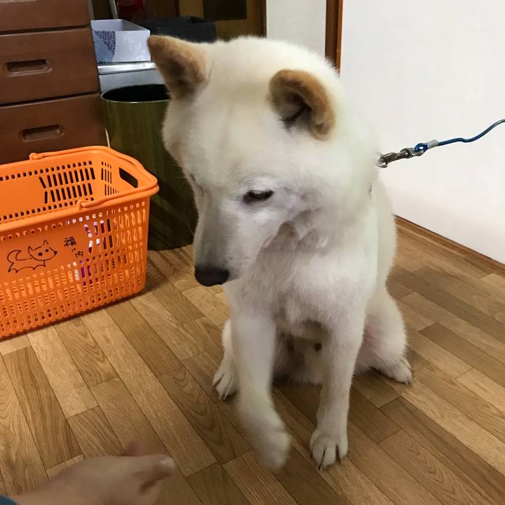 A5af2fa9 ba1f 4a6e 8ddd ae85ba276f6a 1533948666526