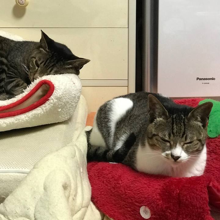 A5b12532 d087 41e4 be3e ee169f0072b0 1529199104094