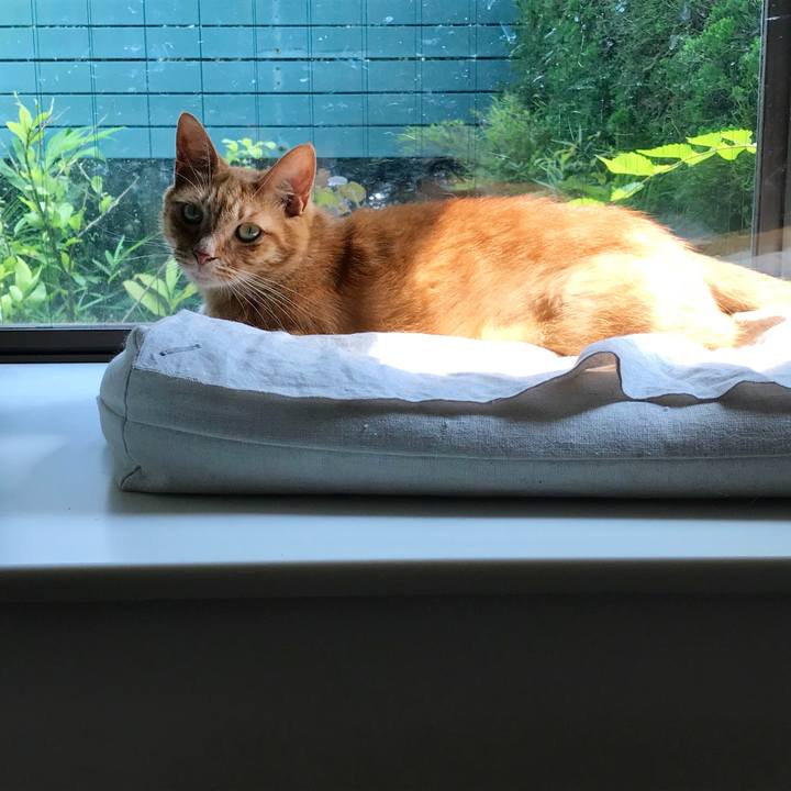 A5b1afd5 53e5 40ea ba0a 0bdd8704e8d1 1564123588622