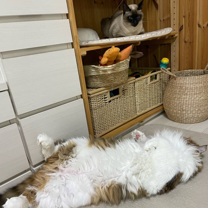 A5b33c1b c003 4f24 99e5 535baa44aad5 1764014245476