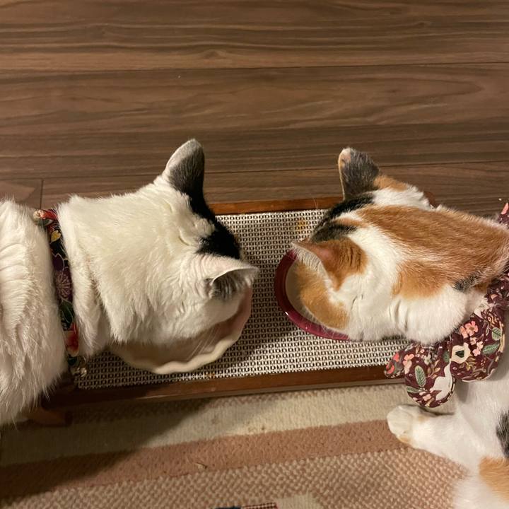 A5b4ec5f 2ef6 4efa b702 624a9ad91c94 1766667636646