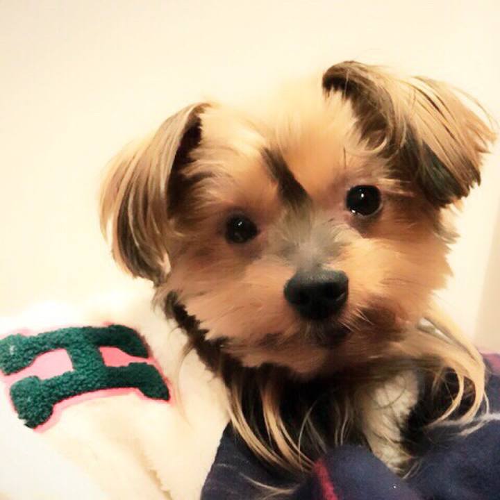 A5b51e54 fac4 43eb 9463 ceef86e97d90 1509577680356