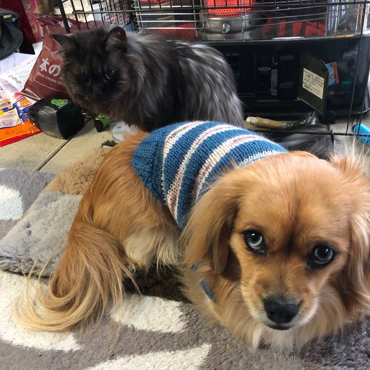 A5b56151 b37a 4ea8 bf98 e675be15a0f6 1550185046482