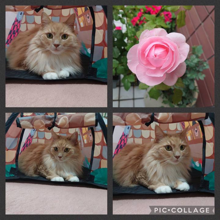 A5b98bea e625 4762 8115 f4071986c60b 1652494941203