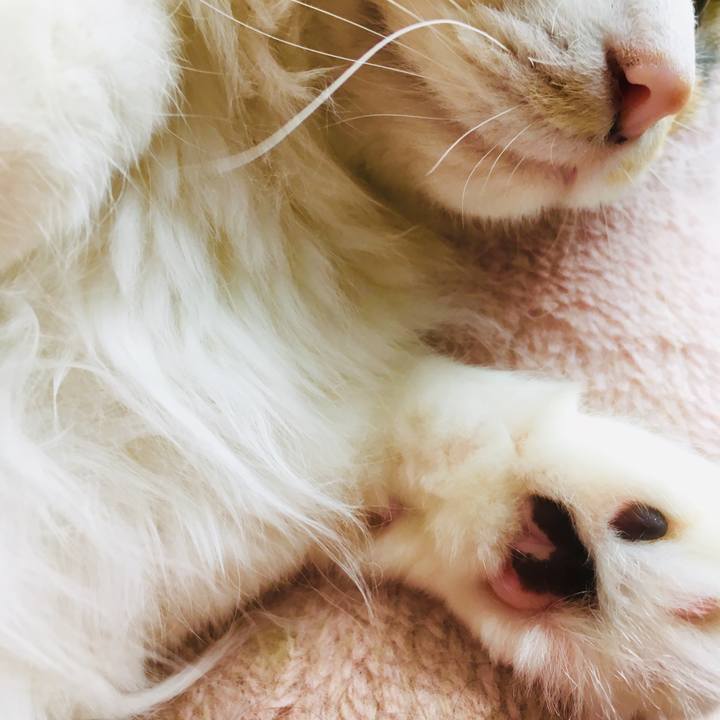 A5ba5e11 63e8 425c 8874 4e286ba34d27 1554676106538