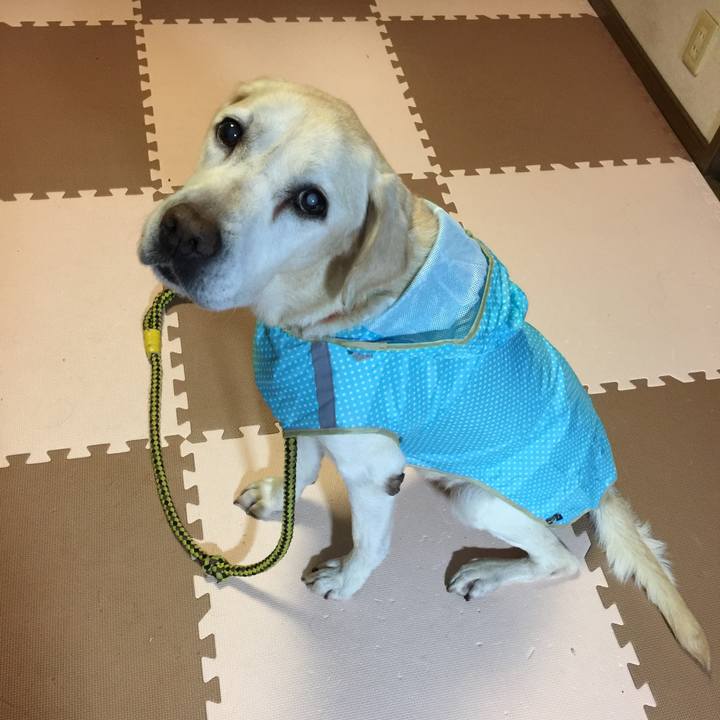 A5bc897a cd81 485f b57c 9278066c56d3 1544092871073