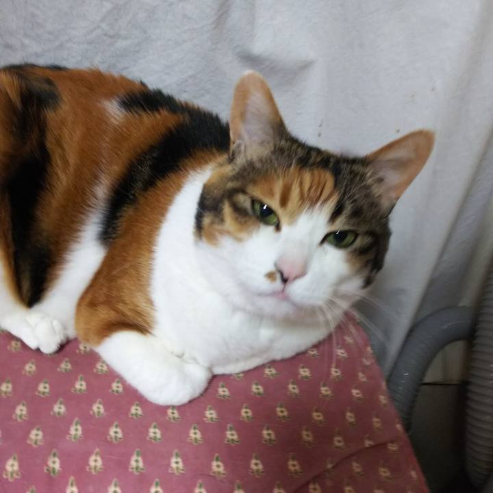 A5bf0f16 b7ea 4da8 98b4 f6ce3487caa3 1551822563151