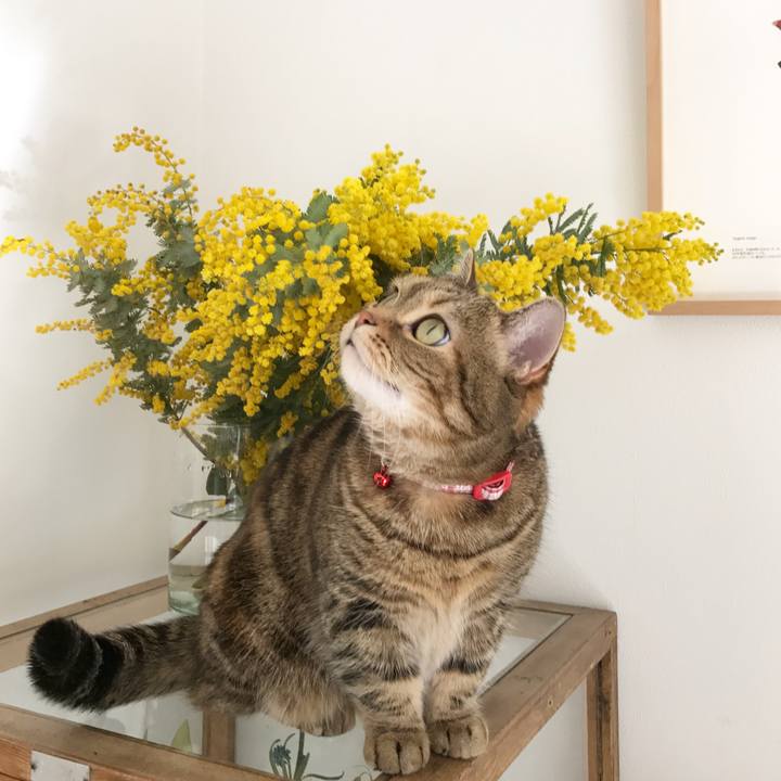 A5c257d5 ff07 45d0 b2ac 4f29636cf77a 1521270704431