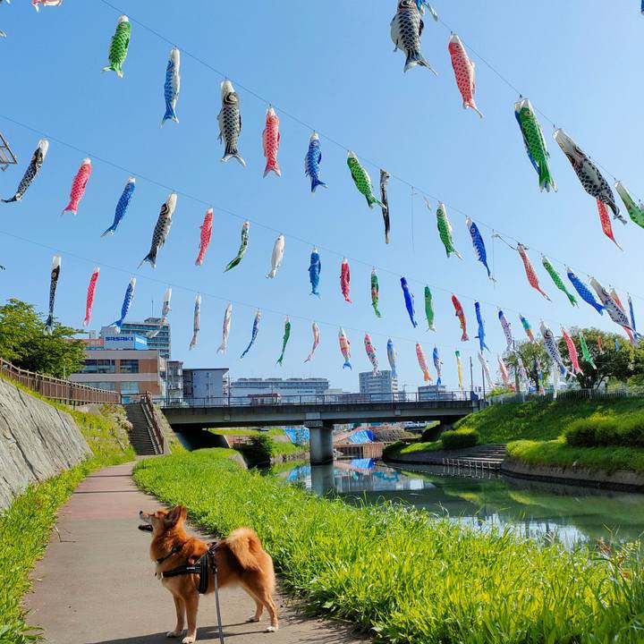 A5c39dc1 d773 4f94 9715 58137d62e0ab 1651661339816