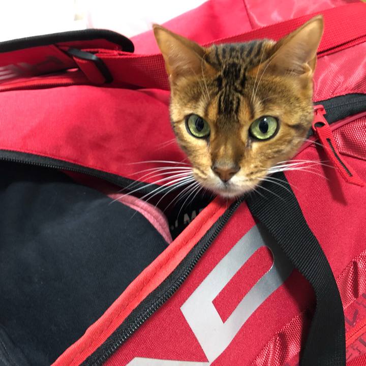 A5c46f77 eb87 4029 b55b ae319abc92ae 1545602285673