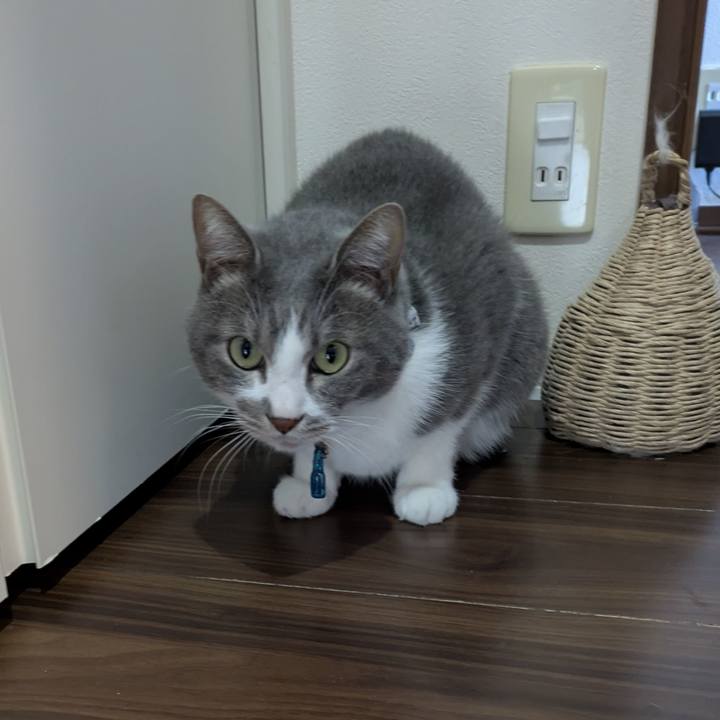 A5c4f8e2 adbe 4ee9 891d 808948011180 1765930591578