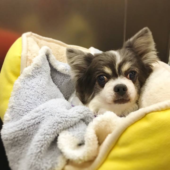 A5c72576 5da4 4ee7 b62a b40cb87b00d6 1511122893870