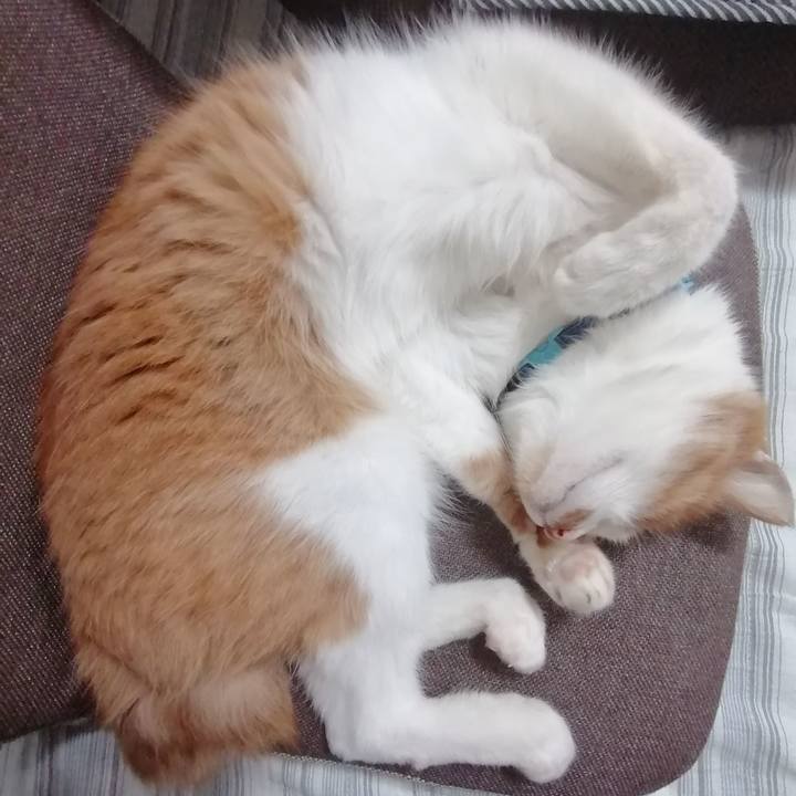 A5c8691c c19b 4a33 9ad9 9dd9ae2d1c4b 1593778780985