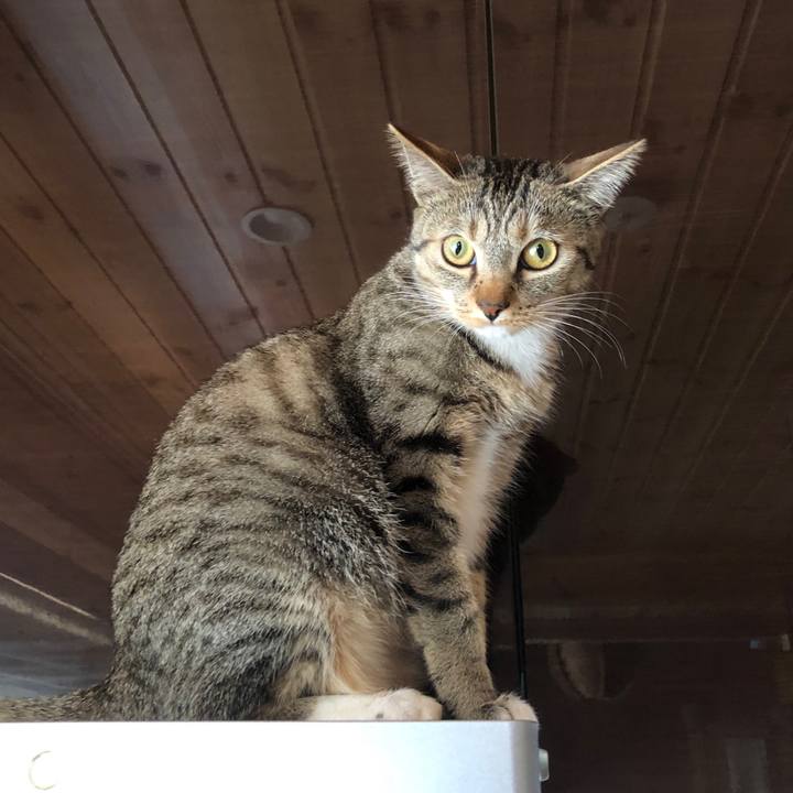 A5c90247 37f8 4ce8 a5a3 e03ba7a985a2 1588378163780