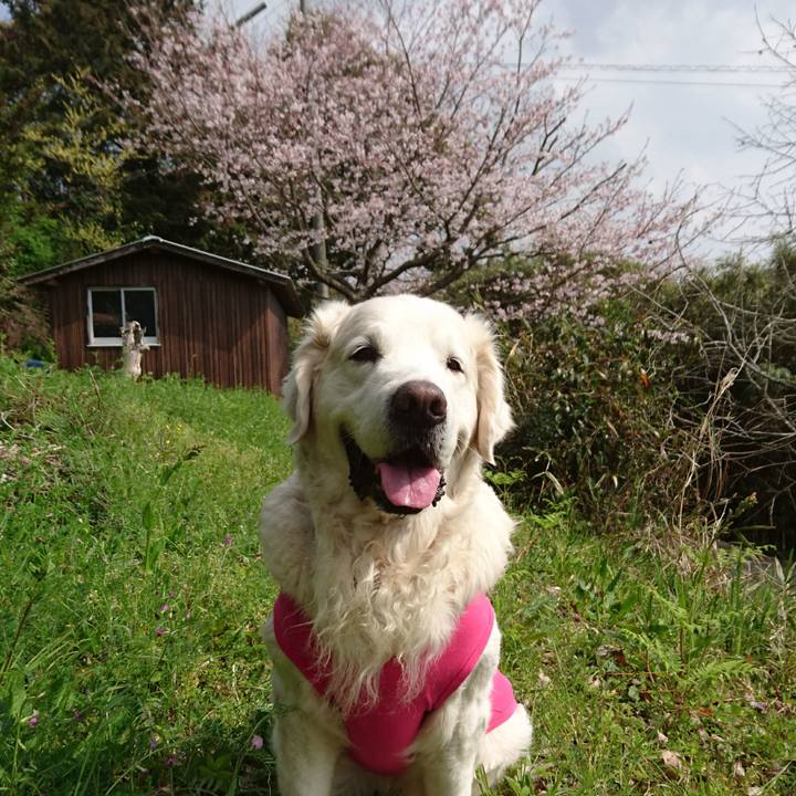 A5c977a3 5f3a 45f6 b1c1 48d522472715 1553939642829