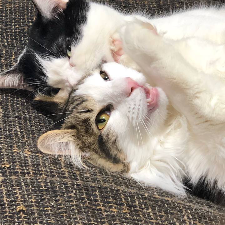 A5c9c8cf ce4f 4c47 9507 e55812c808ad 1520429273024