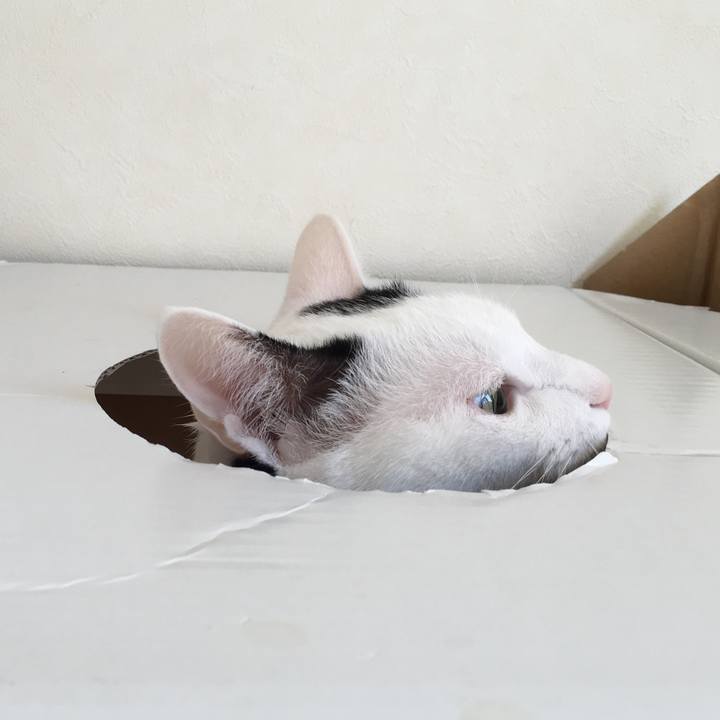 A5ce0318 5bdf 4031 87ac 05e5a7c5b470 1512613126879