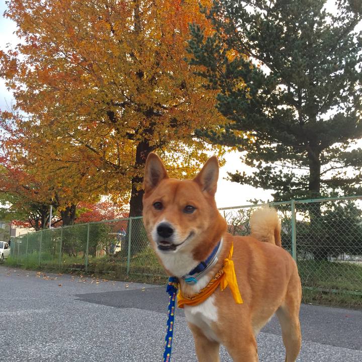 A5ce1bd2 956b 4644 841a 87f8add79f23 1509675334303