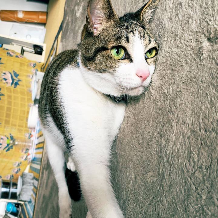 A5ce3c2b fe1b 4681 830a 99749bba1b7f 1546250102165