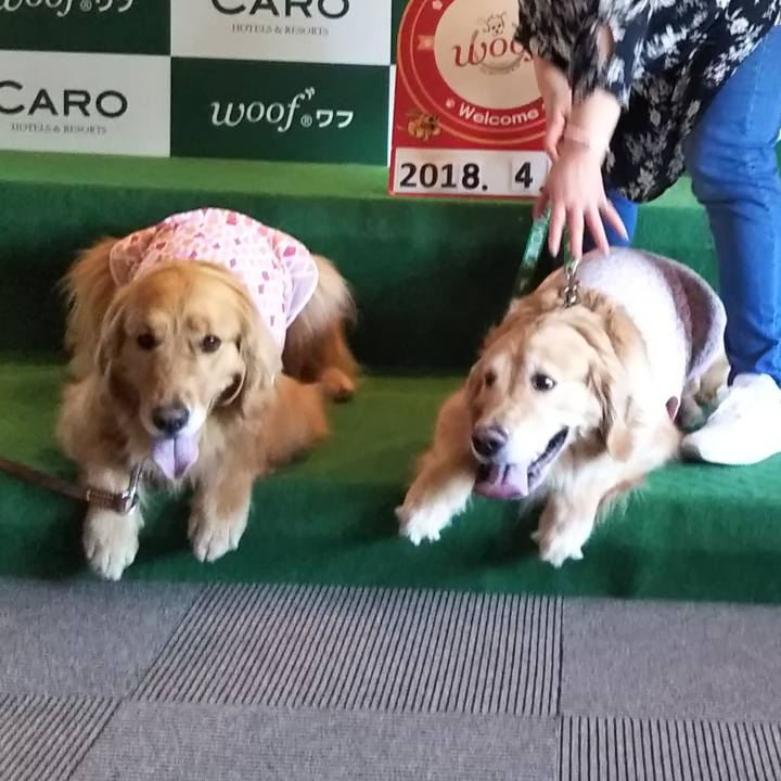 A5cf93db 844b 45ee bb33 6799ae241e82 1524495807135