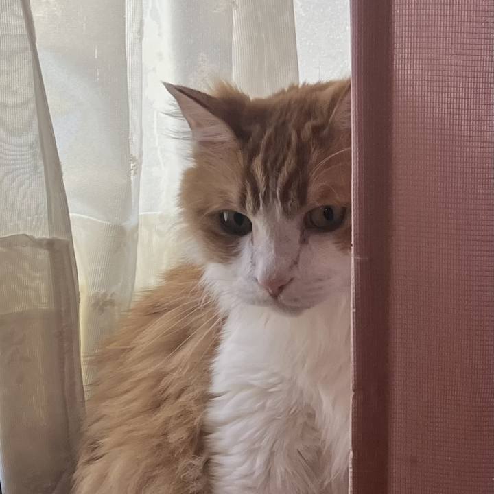 A5cfe1aa b778 46da abbb 08819e30e28f 1725327692258