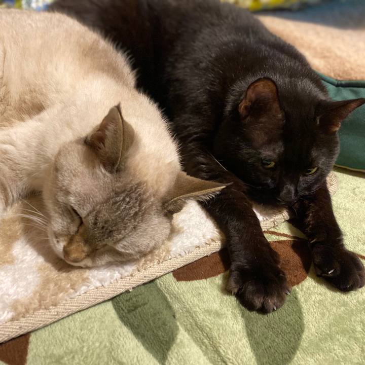 A5d33cd8 4204 463b b9ff 0bcac269f3ac 1603967307199